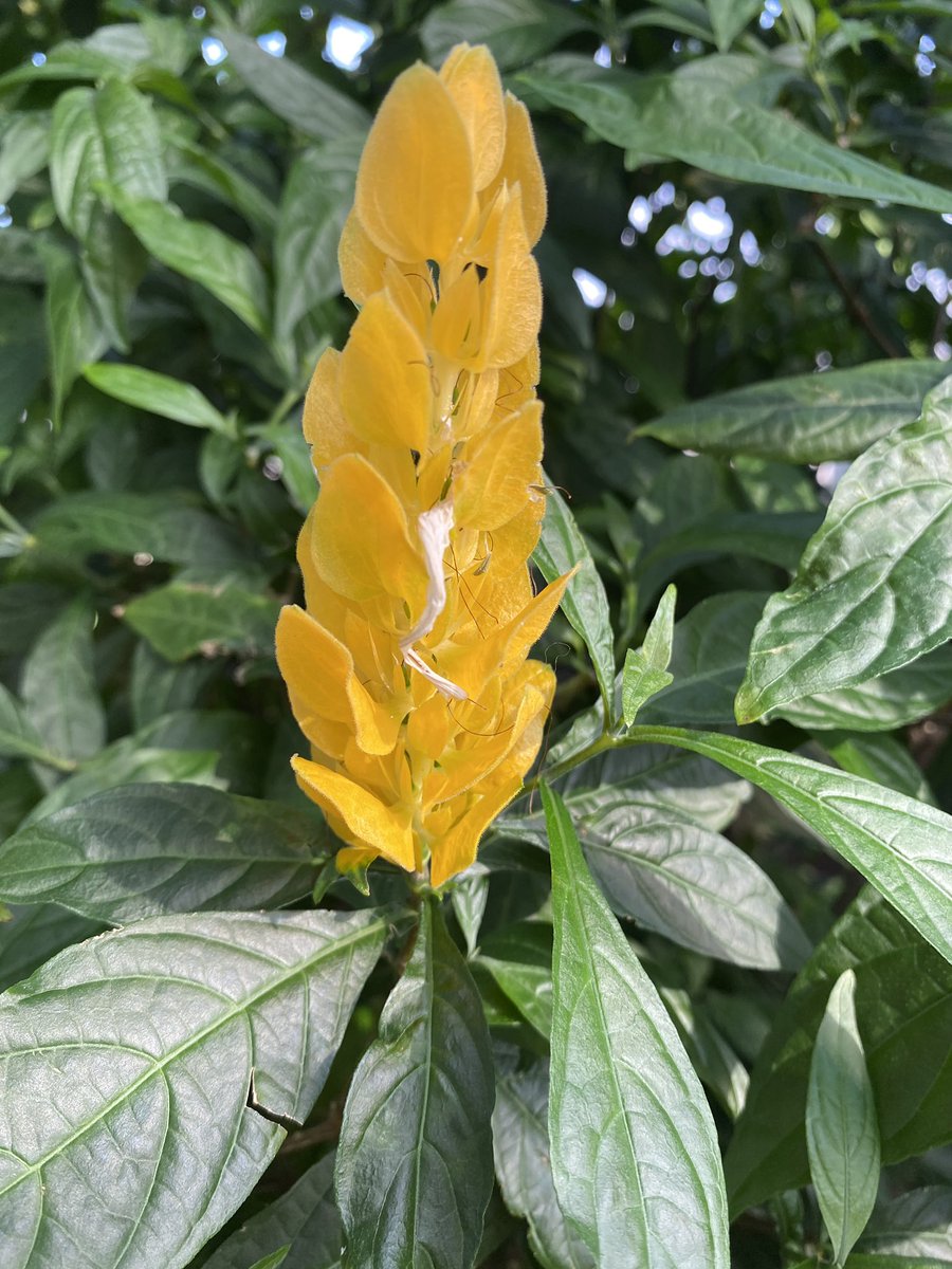 LisasPointofVi1's tweet photo. @lewisginter beauty from #LisasPointofView . https://t.co/A950pXM5QC