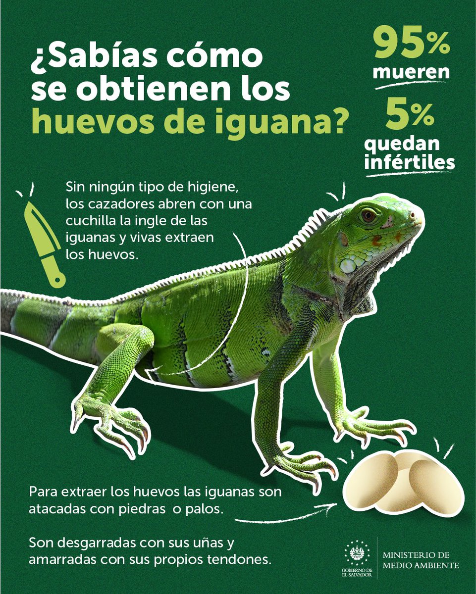 MedioAmbienteSV's tweet image. Sabías que para obtener huevos de iguana son atacadas con piedras y palos. 🪨

No apoyes el comercio ilegal de especies protegidas, ni consumas platillos elaborados con animales silvestres. 🦎❌

Comparte si eres un #DefensorDeLaVidaSilvestre. 🐾
