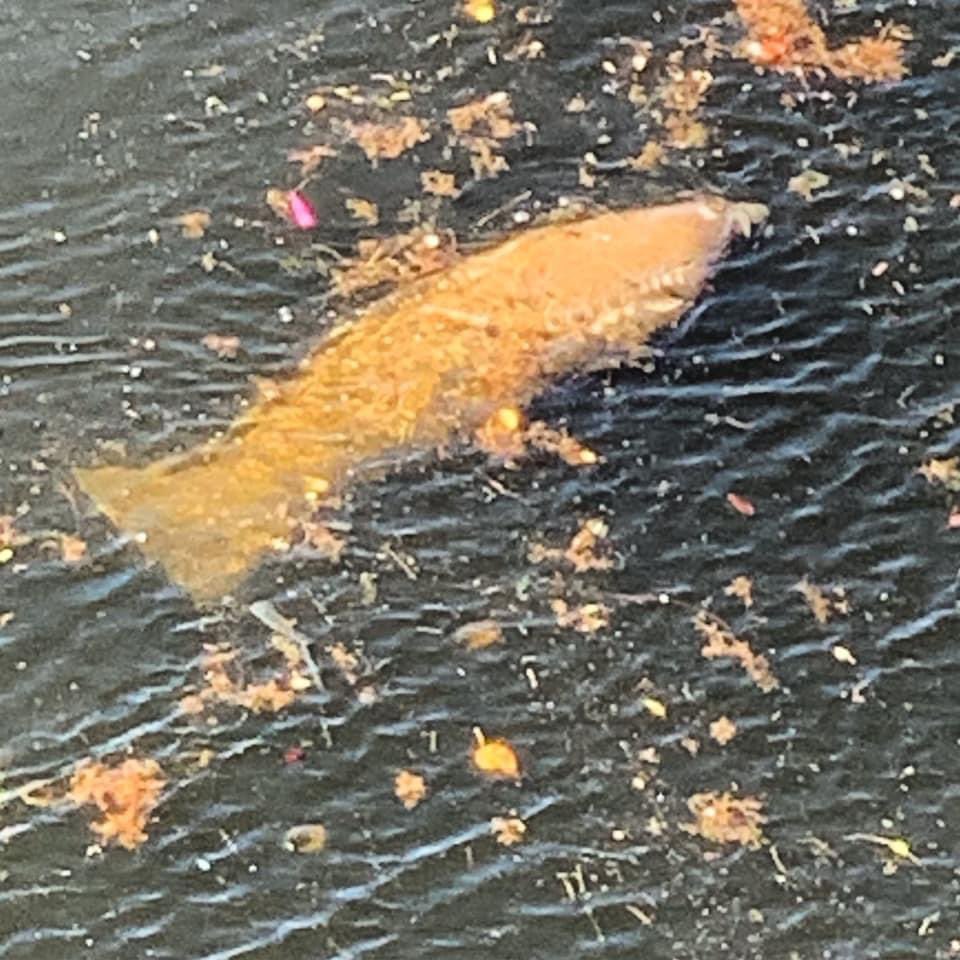 bbbbutz's tweet photo. @WPTV @AshleighWalters @SurfnWeatherman @FOX29WFLX #wbutz......... #manateesighting••• https://t.co/Xk0fXZuxhj