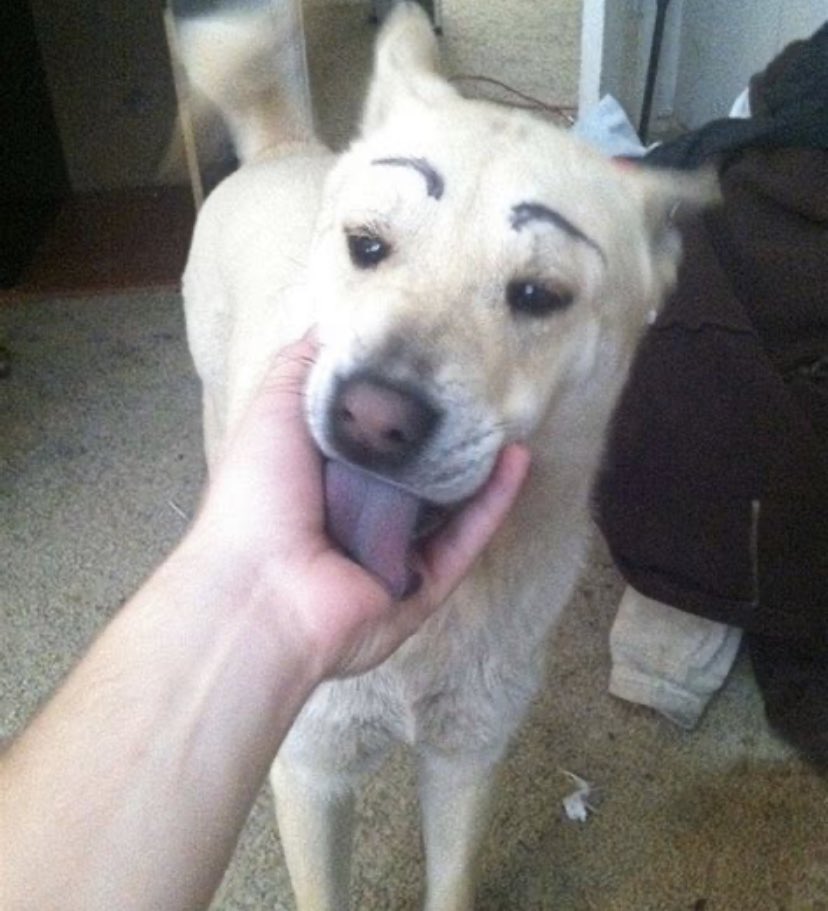 Chinaza Awadike on Twitter "RT madamayo_ Dogs lick us because they