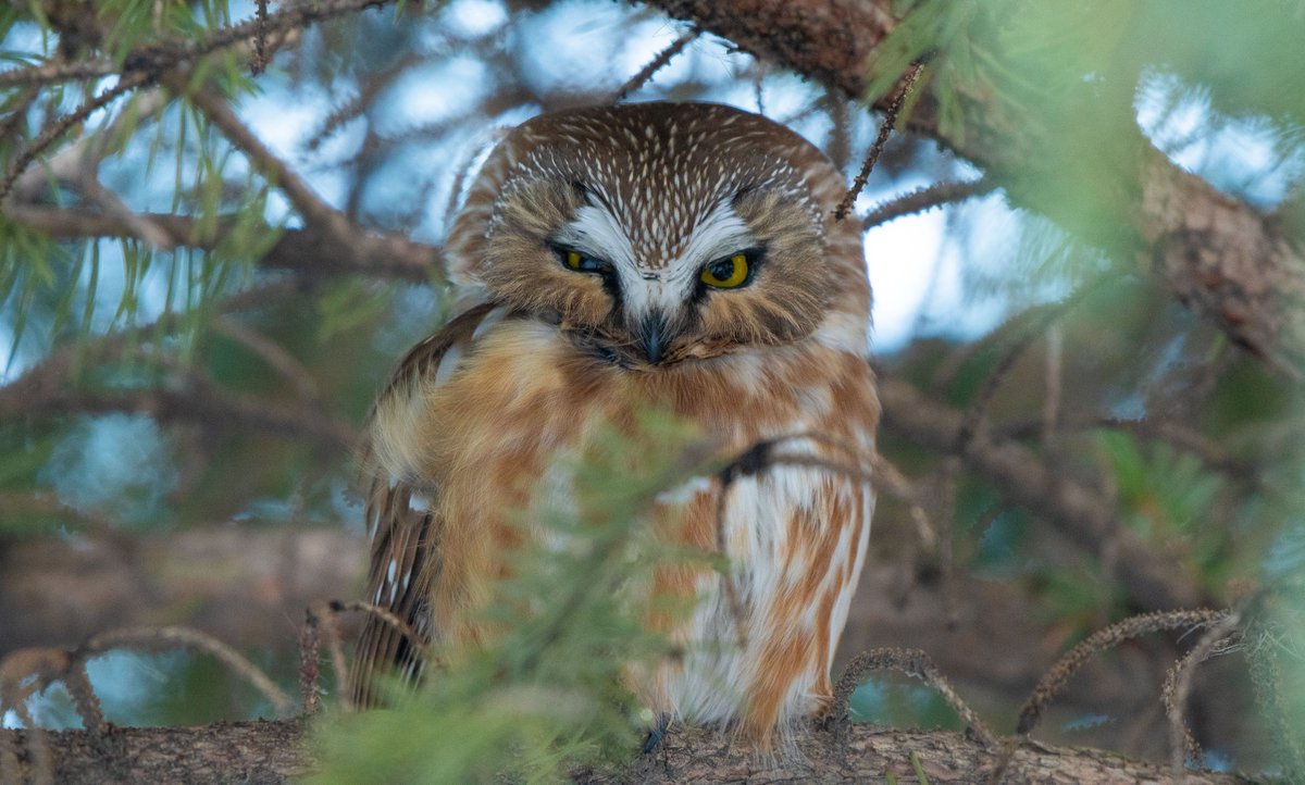 birddnerd's tweet image. Evening walk find... #SawWhetOwl