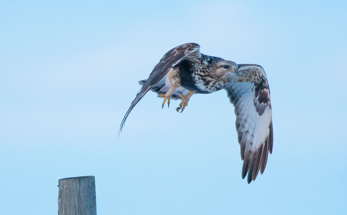 birddnerd's tweet image. RLHA in flight..