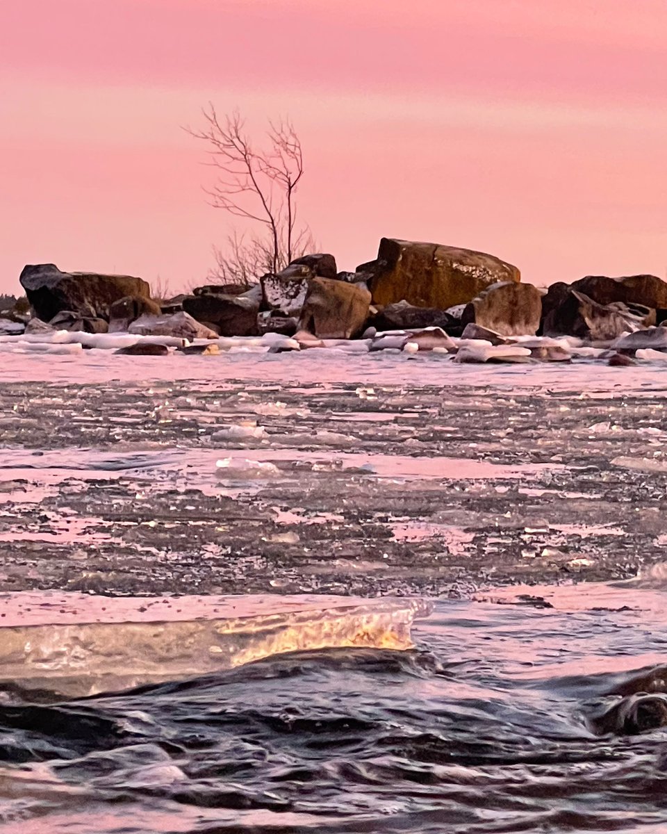 TinttuJuhola's tweet photo. An icy road of #pink #afterglow across the #sea to a wind-bent bare tree.
Good night from #Kallo Island in #Pori, #Finland.
#PinkWater #IcyWater #SunsetsbytheSea #SeaSide #GoodNight https://t.co/FlUIfHMY4r