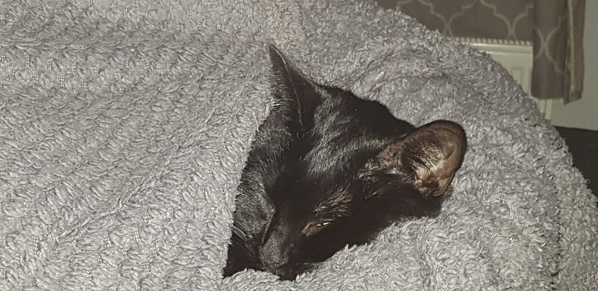 A black cat called Magick who's on Twitter

Will post tweets that make you all twitter

She'll post jokes, riddles and stories
And a few pictures of her glories
Magick the black cat, you won't Forget  her
Love Magick