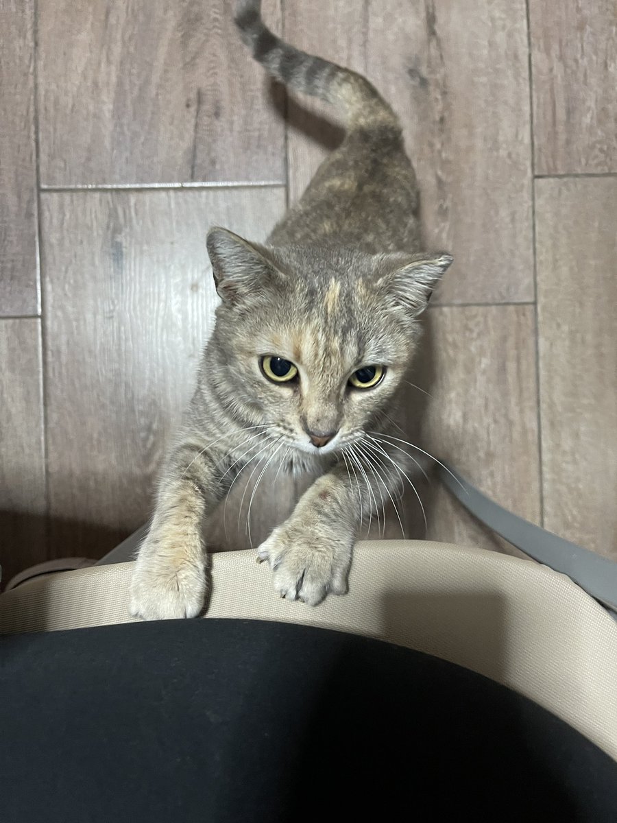 danielaallendee's tweet photo. Holaa chicos , esta gatita llamada Perla de unos 2/3 años aproximadamente busca familia de manera urgente, vive en la calle y si no encuentra familia será devuelta. Es súper mansa y cariñosa, saber usar el arenero y además está castrada!!

Se agradece que ayuden con un rt💘 https://t.co/qUI2xb78r7