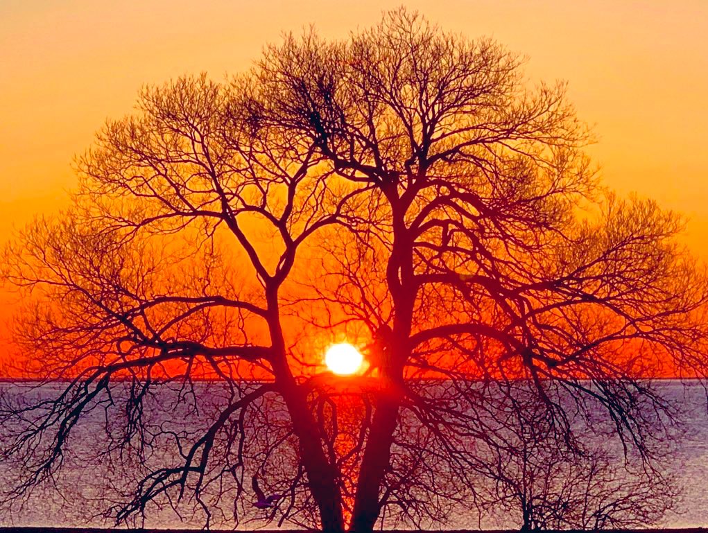 @Yaacov97531 This #tree at #sunrise is a favorite from our archived pics; Taken in May from #PureMichigan’s beautiful #UpperPeninsula, we love the combo of the colors, shapes, and branches mix.
🌅 📸 #mitchandmarcyphotos 

#SaintIgnace #NaturePhotography 
#sunrisephotography #LakeHuron