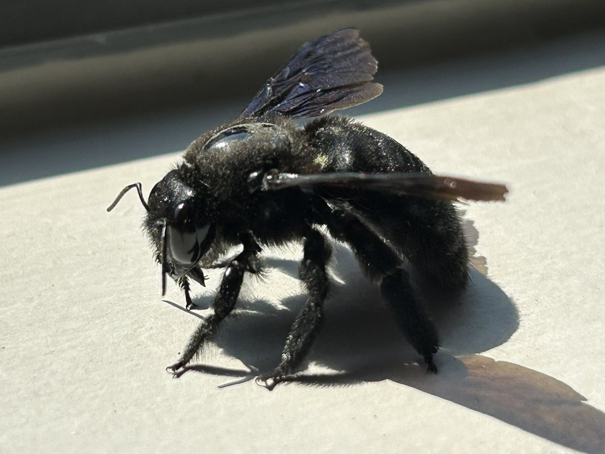 rodmorenoMD's tweet image. Hoy en las oficinas de @zeiss_micro México 🇲🇽 fuimos a conocer el #Axiovert5 pero estábamos igual o más emocionados con esta abeja carpintera tomando el sol 🌞 

#beecommunity