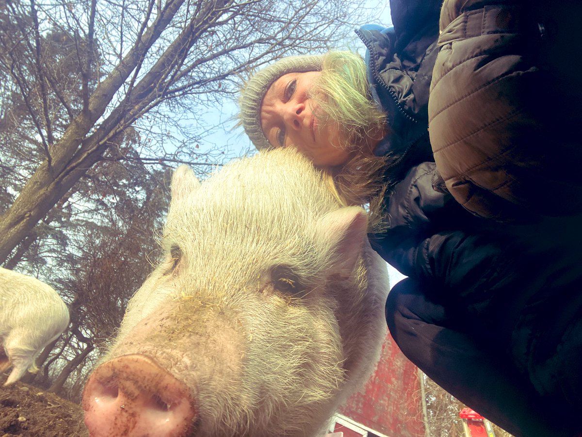 Have you seen my friends? They’re such pigs… 🤭💕🐷🐽 #rescuelife #animalrescue #animalsanctuary #nonprofit #minipigs #rescuepigs #pigmomlife #oink #friendsnotfood #thislittlepiggystayedhome #valenSWINE