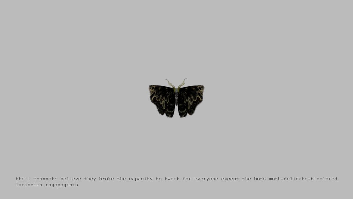 moth generator (@mothgenerator) / Posts / X