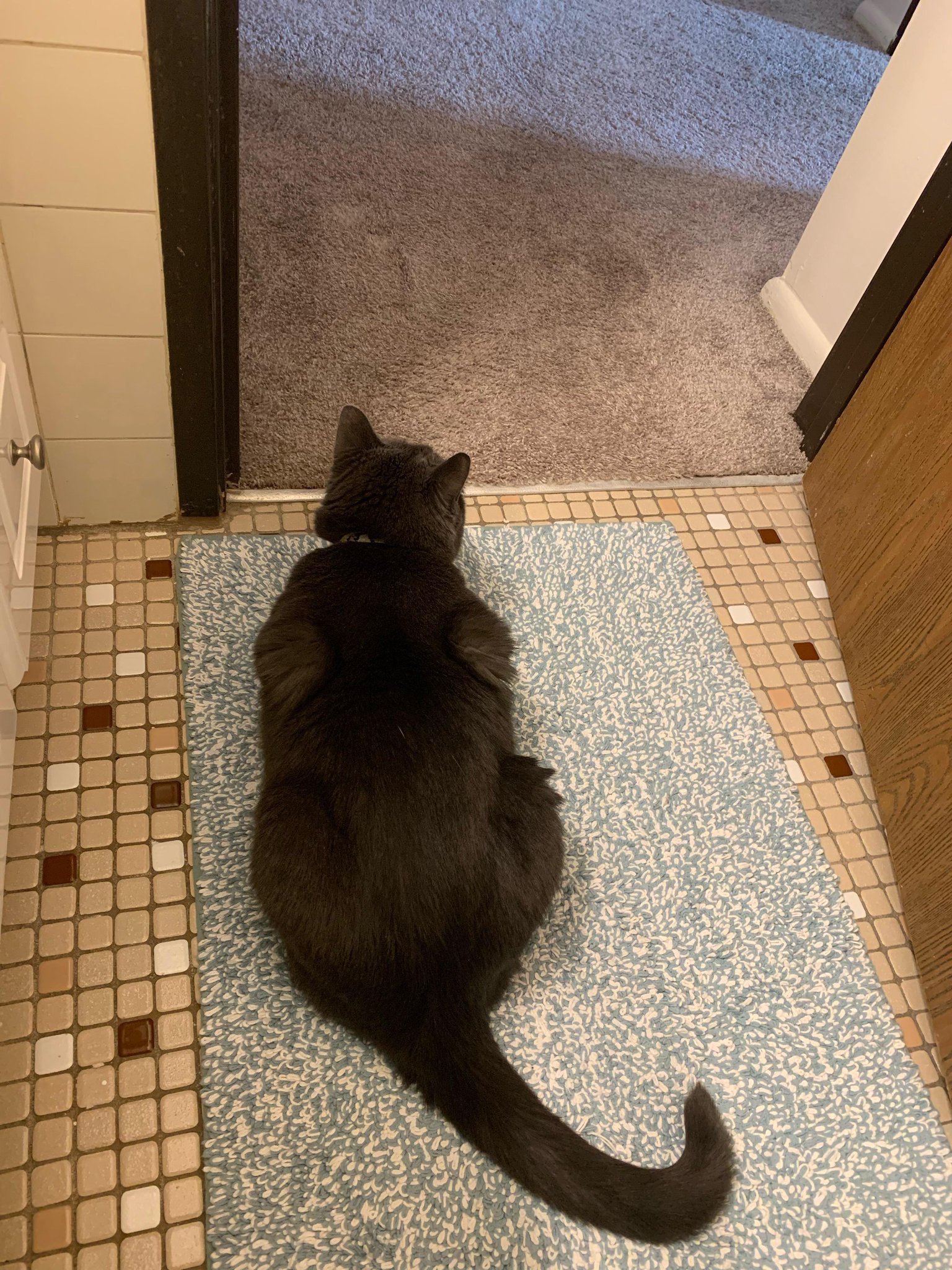 Michael s Cat On Twitter Anyone Know Why My Cat Sits Here Every Time