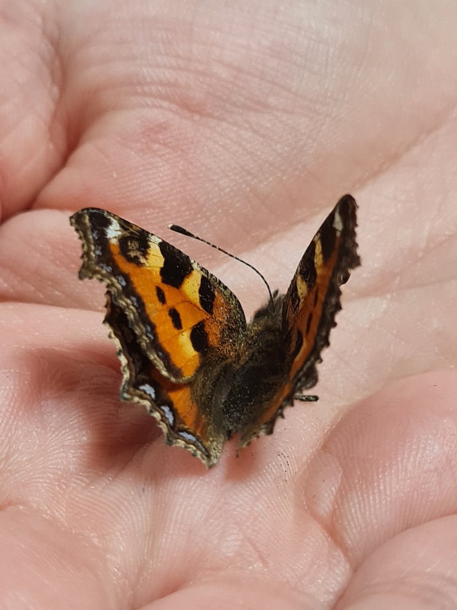 What a bonus to our week- we found a beautiful butterfly, just as we have been learning about different life cycles.Elijah was so gentle and caring with him ❤️ #blessed #MakeADifference #ScienceOLOL @ololprimary_HT @_MrsToddOLOL @1BY_MissByrne