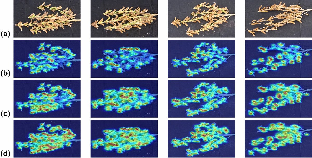 PlantMethods's tweet image. YOLO POD: a fast and accurate multi-task model for dense Soybean Pod counting
Full text: tinyurl.com/yu387hht
#PlantScience #DeepLearning #YieldEstimation