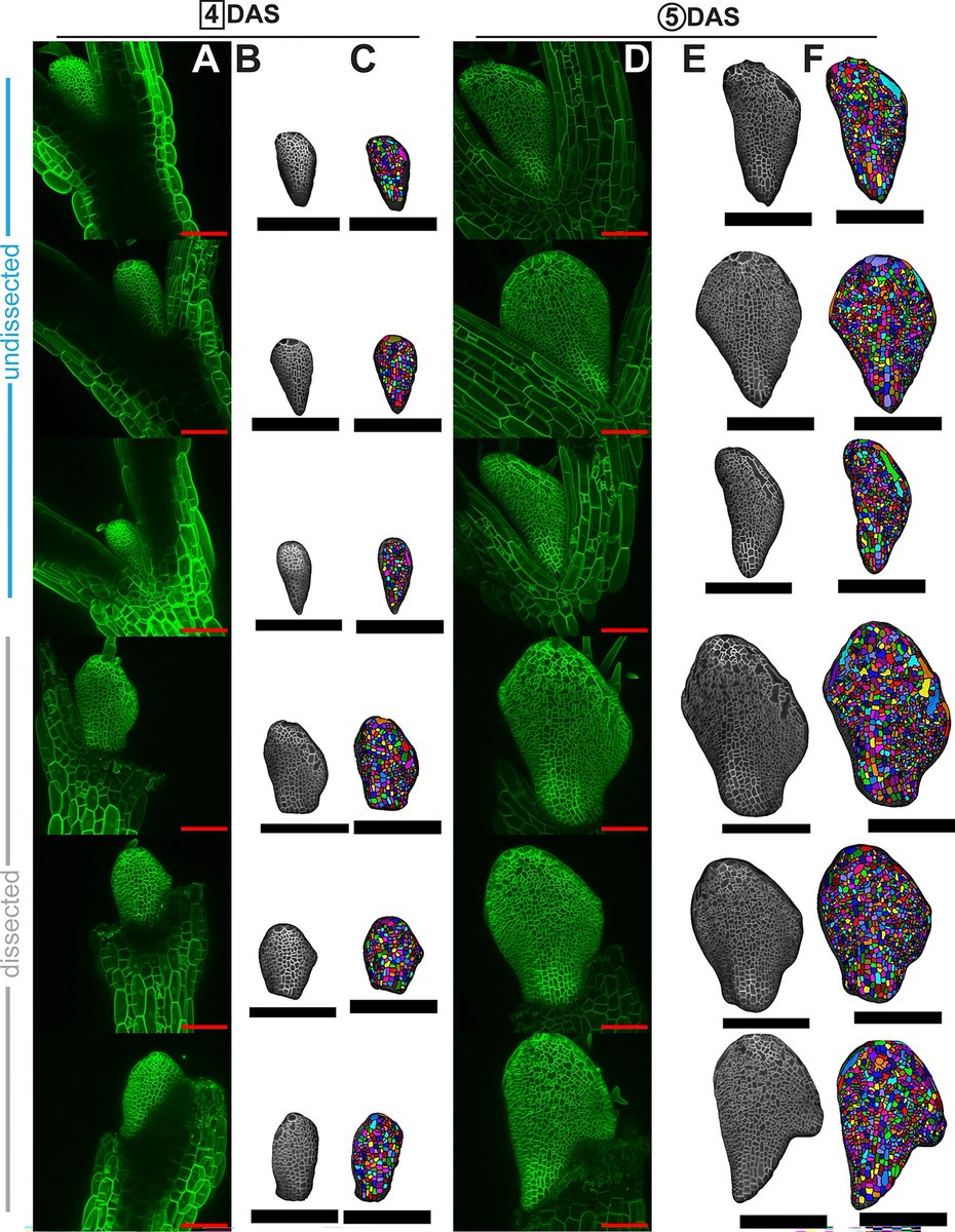 PlantMethods's tweet image. An optimized pipeline for live imaging whole Arabidopsis leaves at cellular resolution
Full text: tinyurl.com/r7fzr7nd
#ImageAnalysis #Morphogenesis #PlantScience
