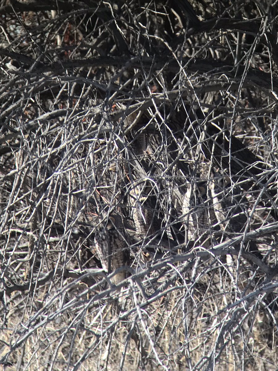 ScottSomershoe's tweet photo. Rode my bike across Denver and saw 7 long-eared owls roosting together and 2 (locally rare) Golden-crowned sparrows. Green year is on! https://t.co/l5rh2hZDrS