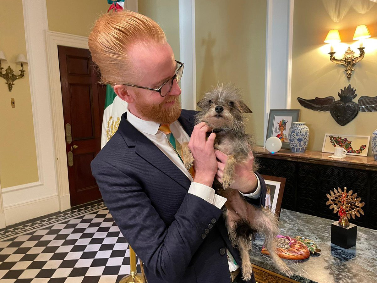 Joseph A. Farrell (@swazijaf) on Twitter photo Second best thing of the day was meeting Tiny Dancer, a Mexican beauty from Palenque currently residing in the Mexican Ambassador’s <a href="/Embamexru/">Mexican Embassy UK</a> official residence (@https://instagram.com/tiny.dancer.pure.love?igshid=YmMyMTA2M). <a href="/josefagbom/">Josefa Gonzalez Blanco (she-her)</a> Second best thing of the day was meeting Tiny Dancer, a Mexican beauty from Palenque currently residing in the Mexican Ambassador’s <a href="/Embamexru/">Mexican Embassy UK</a> official residence (@https://instagram.com/tiny.dancer.pure.love?igshid=YmMyMTA2M). <a href="/josefagbom/">Josefa Gonzalez Blanco (she-her)</a>
