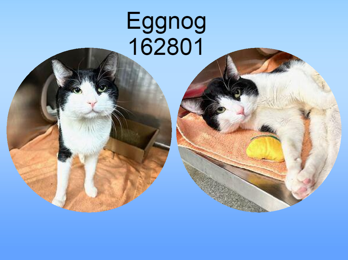 NYCDEATHROWCATS's tweet photo. *SHELTER PLEA* Eggnog is an affectionate cat who gets overstimulated! Can you help this handsome boy find a new home?
https://t.co/3pV84nnrV2 https://t.co/qEPGbLtrUe