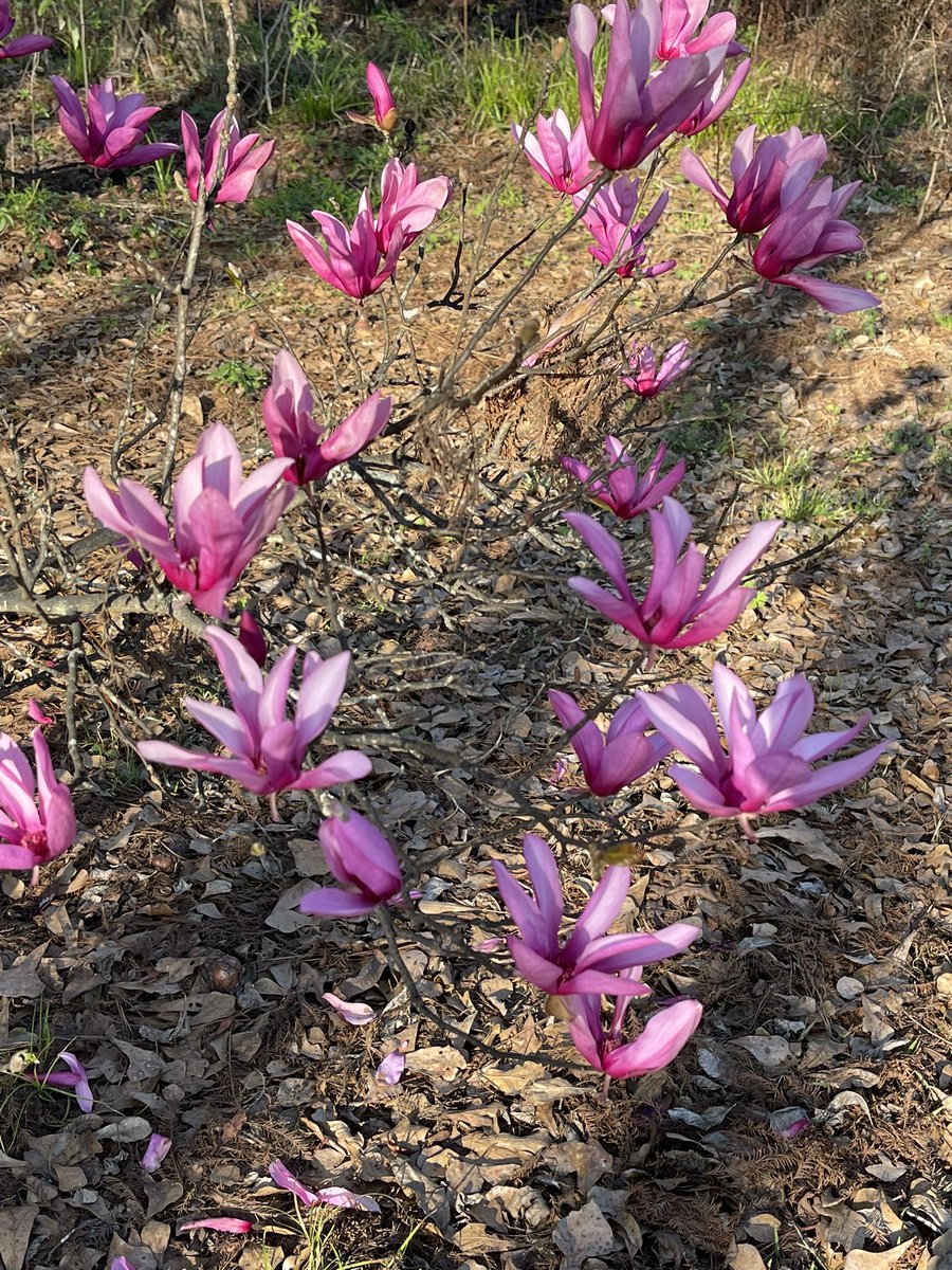 Japanese magnolia
