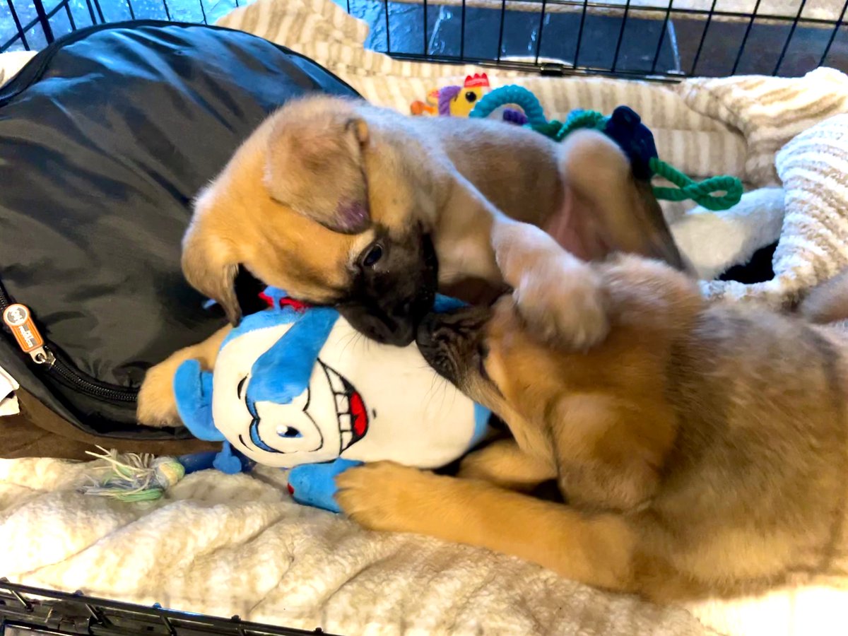 AlexCMcPherson's tweet photo. Our foster puppies, Finneas and Mofongo, letting this T cell know it’s not welcome in their house.  🐾🐾🐾

**both hound-mix boys soon to be available for adoption through Humane Animal Rescue of Pittsburgh. https://t.co/PRrDfYxerE