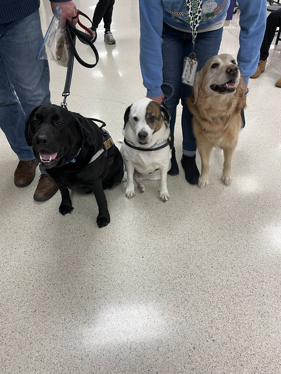ms_nebelRMHS's tweet photo. Milo’s Inc is expanding their business! With the help from FFA, we held a little taste-testing to decide which doggy treats we will be selling 🐶 our very own therapy dogs enjoyed tasting 4 different flavors to help us decide our which 2 flavors we will sell💜 #D214Uplifts https://t.co/yLtk9uObCk