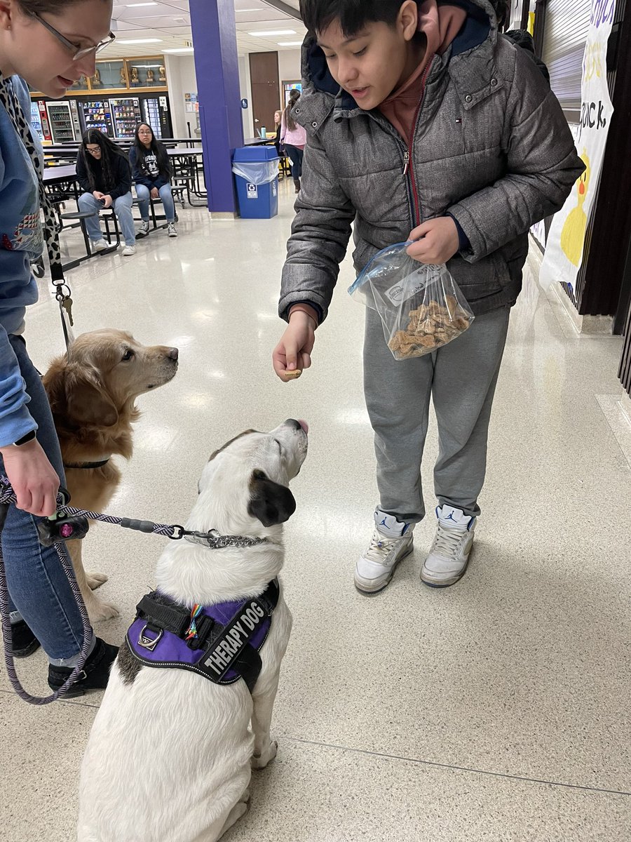 ms_nebelRMHS's tweet photo. Milo’s Inc is expanding their business! With the help from FFA, we held a little taste-testing to decide which doggy treats we will be selling 🐶 our very own therapy dogs enjoyed tasting 4 different flavors to help us decide our which 2 flavors we will sell💜 #D214Uplifts https://t.co/yLtk9uObCk