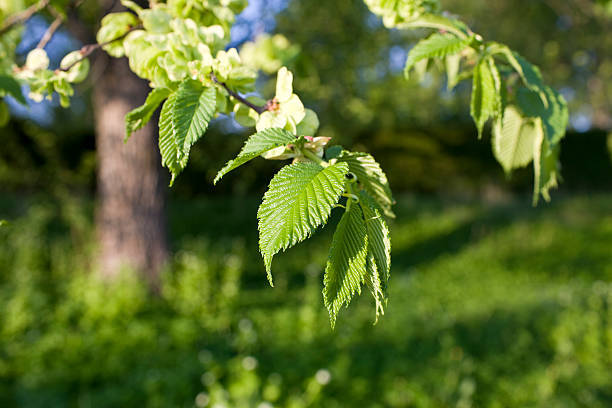 From elm to white fir, this article lists twenty great trees that flourish in Minnesota weather and yards. If you are considering planting a tree, check it out! https://t.co/HFETti4zuE https://t.co/y3fU0jlbal