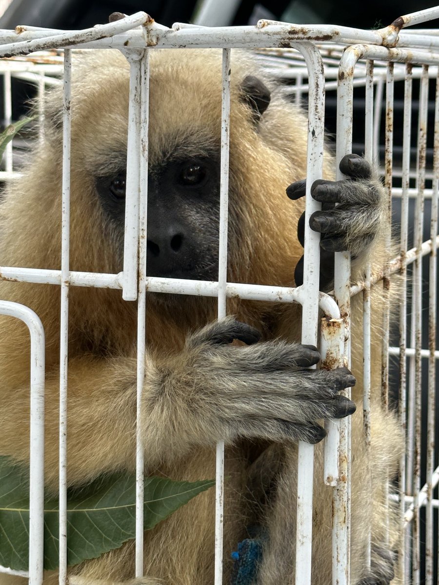 FundPlanetaVivo's tweet photo. El videito que vemos en redes sociales en donde los bañan, visten y humanizan duran 2 minutos, cuando la cámara se apaga todos ellos vuelven a la pequeña jaula en donde el cautiverio les dura toda la vida. No apoyes páginas en donde exhiben y ridiculizan animales. Denuncialas ! https://t.co/5QvbJyQnKd