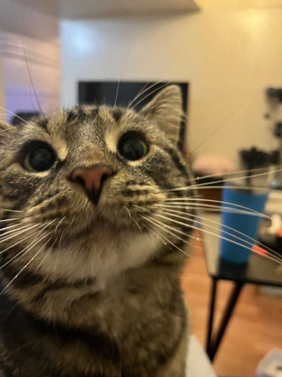 Missy The Bobtail On Twitter RT mrfishtopher 