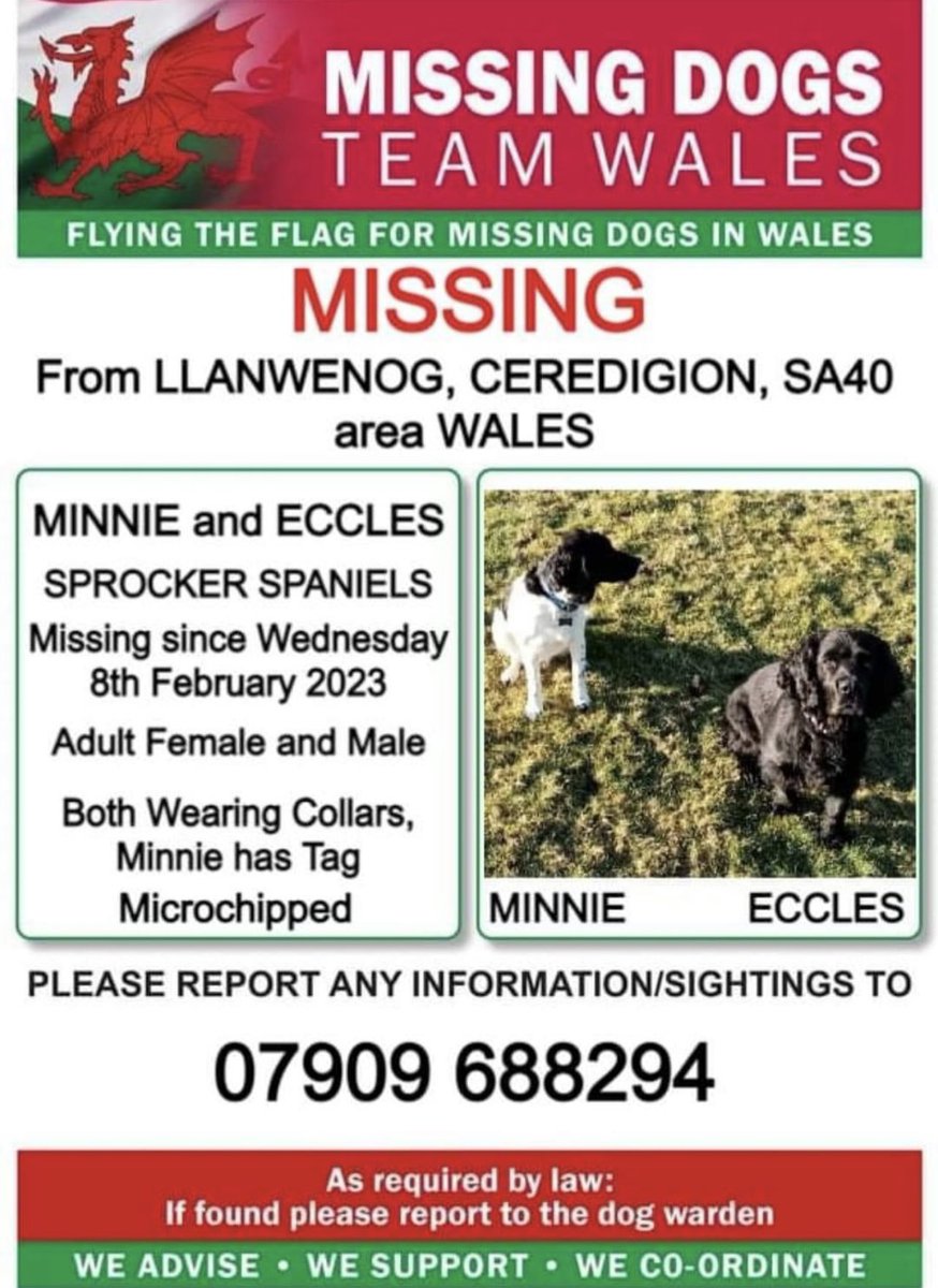missingdogwales's tweet photo. ‼️BOTH ECCLES &amp; MINNIE ARE MISSING FROM #LLANWENOG AREA #CEREDIGION #SA40 #WALES 
#SPROCKERSPANIELS 

‼️Since Wednesday 8th February 2023 
Both ☆ MICROCHIPPED ☆&amp; WEARING COLLARS SO PLEASE LOOK OUT FOR THEM BOTH AND CALL THE NUMBER ASAP IF SEEN PLEASE https://t.co/ZIUTBIwlUS