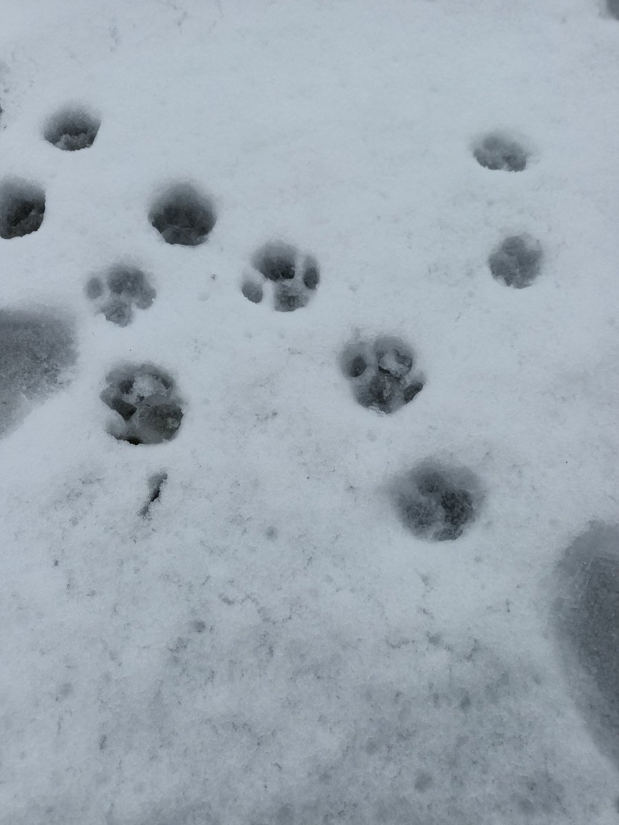 As patinhas do Ollie na neve 🥺