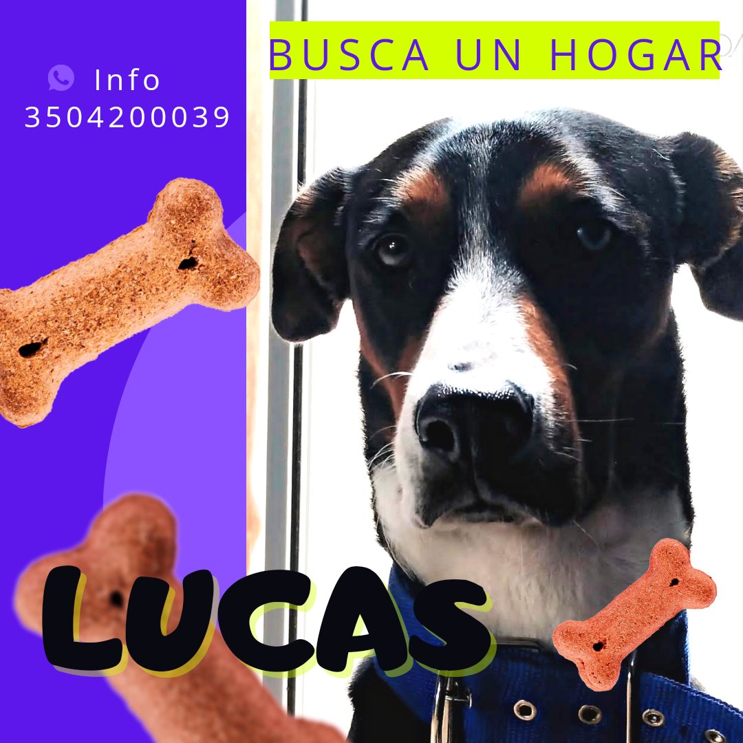 Lucas es noble, activo, agradecido, juicioso, obediente, tiene todo para ser el perro ideal para su futura familia, ayúdanos a encontrarla. ❤️ #adoptanocompres #adopcionresponsable #adopcionbogota #bogotá #Colombia #perrosdeinstagram #dogsofinstagram #doglover #viral #difundir