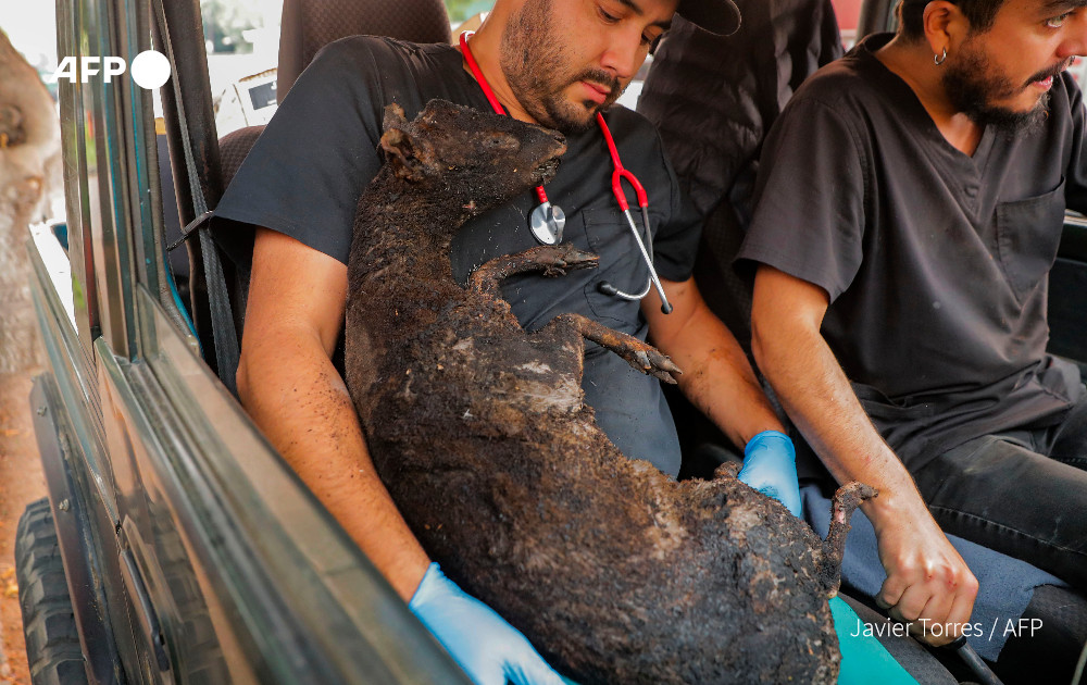 Fire victim.

<a href="/AFP/">AFP News Agency</a>’s Javier Torres photographs veterinary personnel carrying a pudu, a South American deer, after it was rescued from the forest fires in Santa Juana, Chile.

Battle rages against Chile forest fires one week in:  u.afp.com/iW9W