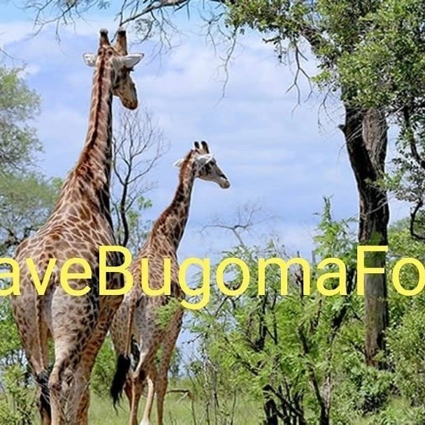 I am Endel Stamberg, a climate activist from Germany. Uganda forest cover has depleted to 8%. And one of the forest in Uganda has been sold for agribusiness.  I’m calling upon activists around the world to add their voices on mine and #SaveBugomaForest! 
@KaoHua3
@Greenpeace