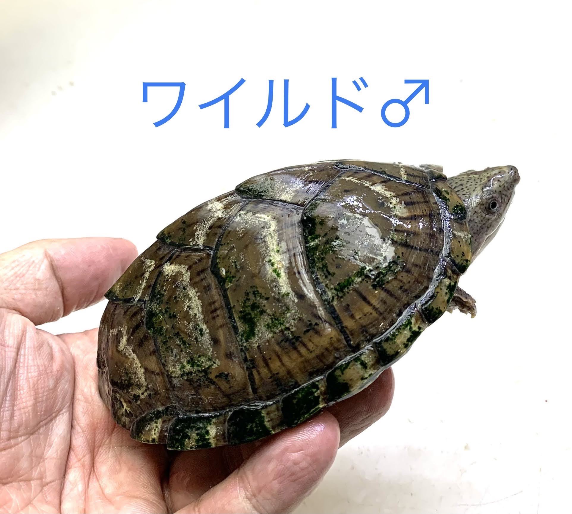 タカ様用⭐︎地球ゴマ2個 Designated Category 2 OTC Drug, Asada Ame Cough Drops