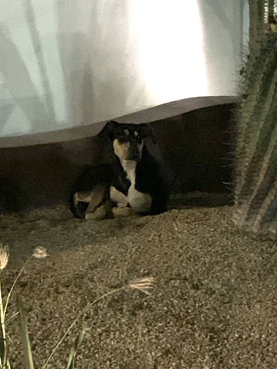 noyaluvs's tweet photo. perrita perdida a fuera del hotel El Moro al lado del restaurante vrentino, La Paz, BCS le di de comer pero no me la puedo llevar por que mi vuelo sale mañana y vivo en otro estado. Pueden difundir por si quieren brindarle ayuda o encontrar al dueño :( https://t.co/Bu9WCgYtJB