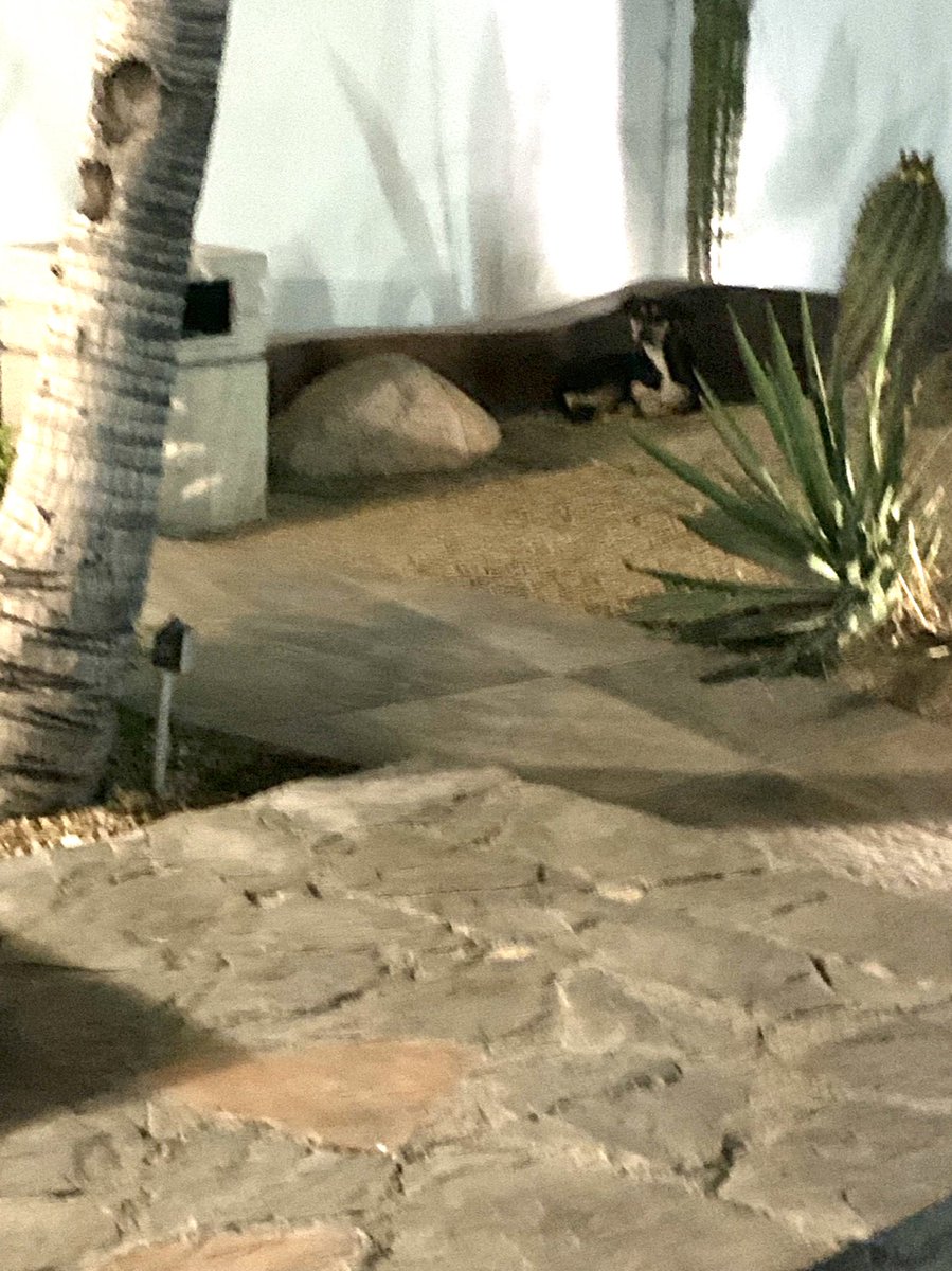 noyaluvs's tweet photo. perrita perdida a fuera del hotel El Moro al lado del restaurante vrentino, La Paz, BCS le di de comer pero no me la puedo llevar por que mi vuelo sale mañana y vivo en otro estado. Pueden difundir por si quieren brindarle ayuda o encontrar al dueño :( https://t.co/Bu9WCgYtJB