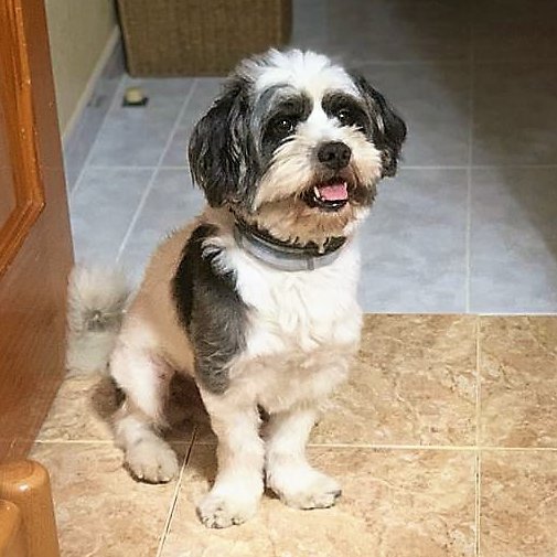 NuevaVidaAdop's tweet photo. #Madrid 
TETE era feliz en su hogar hasta que un miembro de la familia ha desarrollado una fuerte alergia
Es un guapisimo MIX #Shihtzu de 7 años
Cariñoso y MUY bueno
Se entrega chipado,vacunado,desparasitado y CON compromiso de esterilización
CONTACTO 📩facenuevavida@gmail.com https://t.co/oo9L32voBl