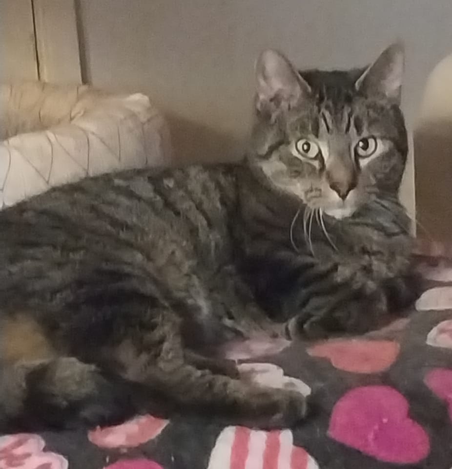 MariasMusings's tweet photo. Tigger wishes everyone a Happy #WhiskerWednesday. >^..^< @CKCC #CKCC #tabby #tabbytroop #cats #catsoftwitter 🐈❤️🐈⬛ https://t.co/pqdtDiKYn4