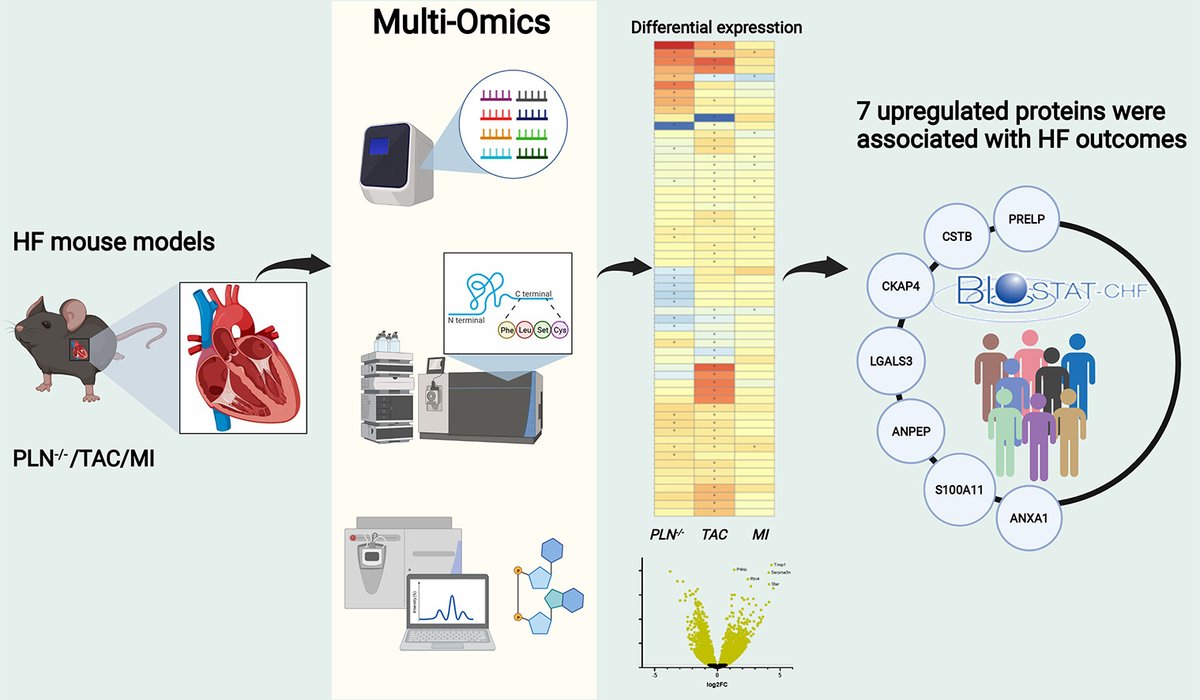 Multi-omics analyses identify molecular signatures with prognostic values in different heart failure aetiologies

Read in our February issue: doi.org/10.1016/j.yjmc…