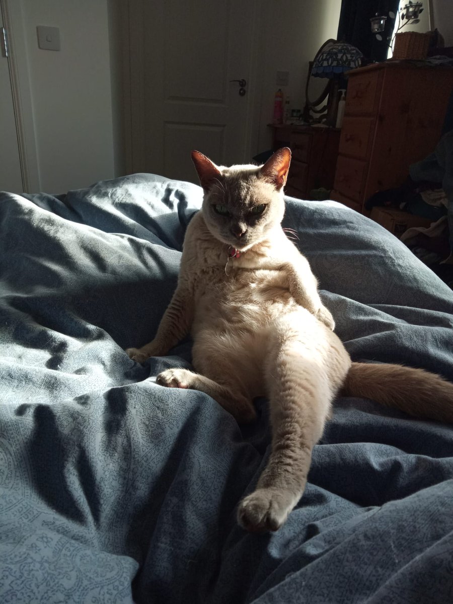 RenateKriegler's tweet photo. I turned Selkie the Burmese cat into a 19th-century "Odalisque" oil painting.
Ready to be printed and framed, on a mug for a gift...
Give me a shout if you need anything done!
#LetMePutItInAPicture
#CanvaMaster
#PrintedMerchandise #SocialMedia #Memes #HowCanIHelp
#BurmeseCat https://t.co/vD7z6RVj5x
