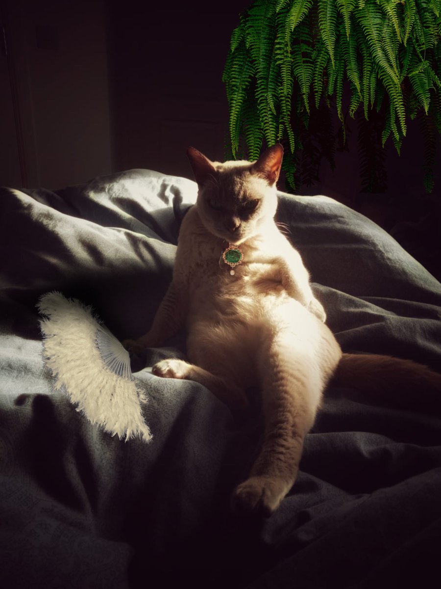 RenateKriegler's tweet photo. I turned Selkie the Burmese cat into a 19th-century "Odalisque" oil painting.
Ready to be printed and framed, on a mug for a gift...
Give me a shout if you need anything done!
#LetMePutItInAPicture
#CanvaMaster
#PrintedMerchandise #SocialMedia #Memes #HowCanIHelp
#BurmeseCat https://t.co/vD7z6RVj5x