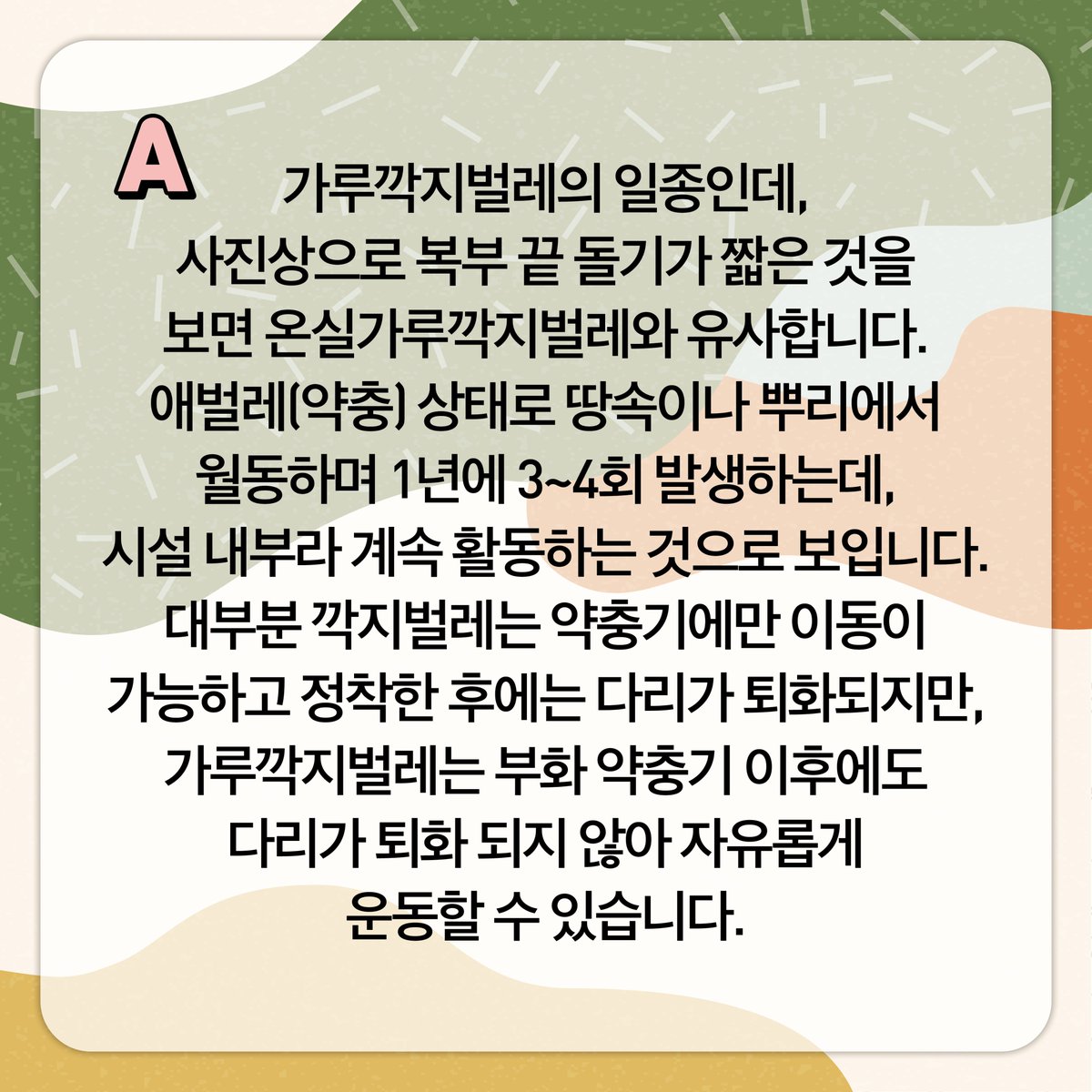 ggnong0126's tweet image. 🦗안녕하세요
경기도농업기술원입니다!👐
​
농장에서 🌵#다육식물 을 재배하다 보면 
깍지벌레가 발생하기도 합니다.

깍지벌레는 크기가 작고 서식지에 숨어 있어
방제하기가 쉽지 않습니다

깍지벌레 중 🕷#가루깍지벌레_방제 에 
대해 소개합니다.