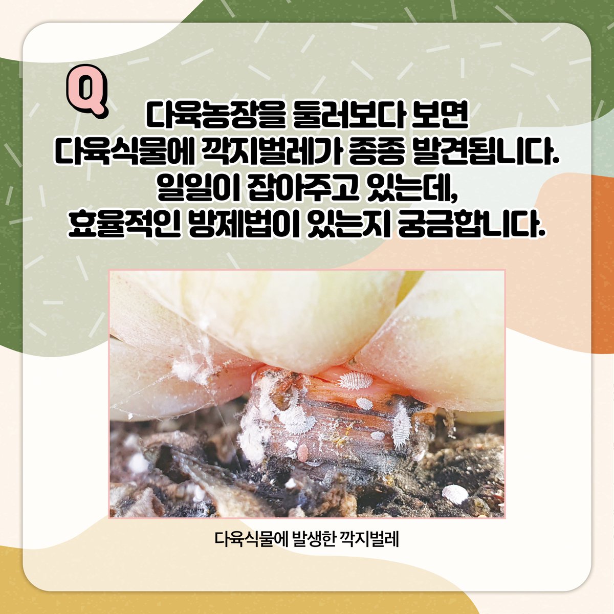 ggnong0126's tweet image. 🦗안녕하세요
경기도농업기술원입니다!👐
​
농장에서 🌵#다육식물 을 재배하다 보면 
깍지벌레가 발생하기도 합니다.

깍지벌레는 크기가 작고 서식지에 숨어 있어
방제하기가 쉽지 않습니다

깍지벌레 중 🕷#가루깍지벌레_방제 에 
대해 소개합니다.