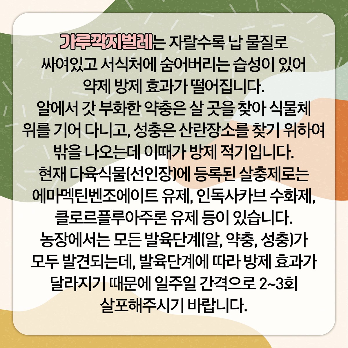 ggnong0126's tweet image. 🦗안녕하세요
경기도농업기술원입니다!👐
​
농장에서 🌵#다육식물 을 재배하다 보면 
깍지벌레가 발생하기도 합니다.

깍지벌레는 크기가 작고 서식지에 숨어 있어
방제하기가 쉽지 않습니다

깍지벌레 중 🕷#가루깍지벌레_방제 에 
대해 소개합니다.