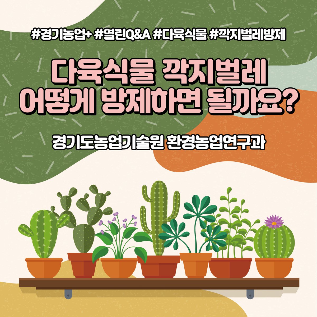 ggnong0126's tweet image. 🦗안녕하세요
경기도농업기술원입니다!👐
​
농장에서 🌵#다육식물 을 재배하다 보면 
깍지벌레가 발생하기도 합니다.

깍지벌레는 크기가 작고 서식지에 숨어 있어
방제하기가 쉽지 않습니다

깍지벌레 중 🕷#가루깍지벌레_방제 에 
대해 소개합니다.