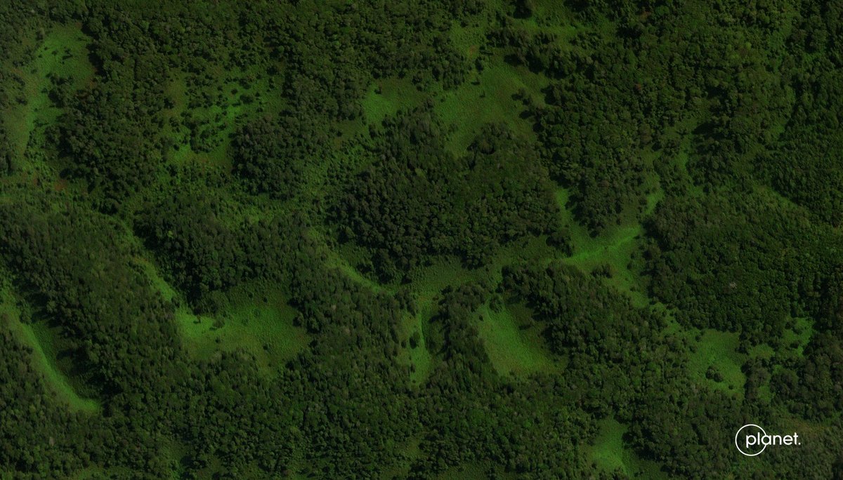 planet's tweet photo. Researchers create a first-ever nation-wide #carbonstock map in #Rwanda using our SkySats! 🌳
Read more in this week's #ScienceWednesday: https://t.co/byXqkel5ZF https://t.co/dYxAeuemO4