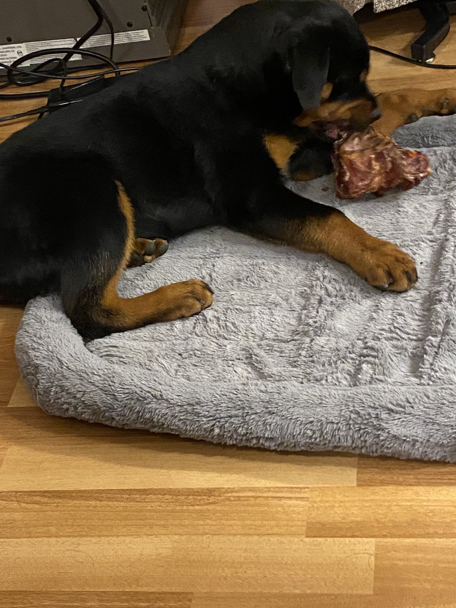 lorri_klein's tweet photo. Thank you #Meatco butchers in Wainwright, AB for amazing smoked knuckle bones for the girls. Should keep them busy for awhile. #Rottweiler #DogsofTwittter #Meatco https://t.co/Xvq5sXupmq
