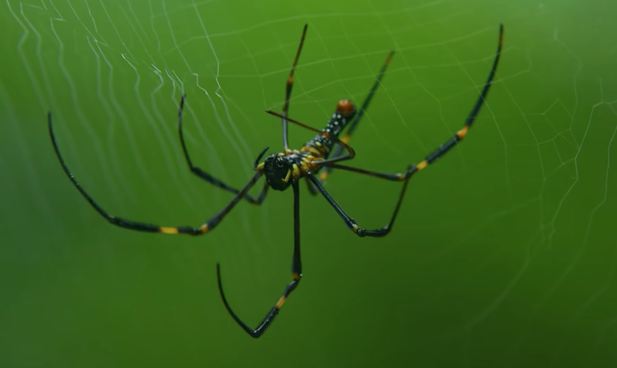 The Kid Should See This 〈 〉 on Twitter "Why is spider silk