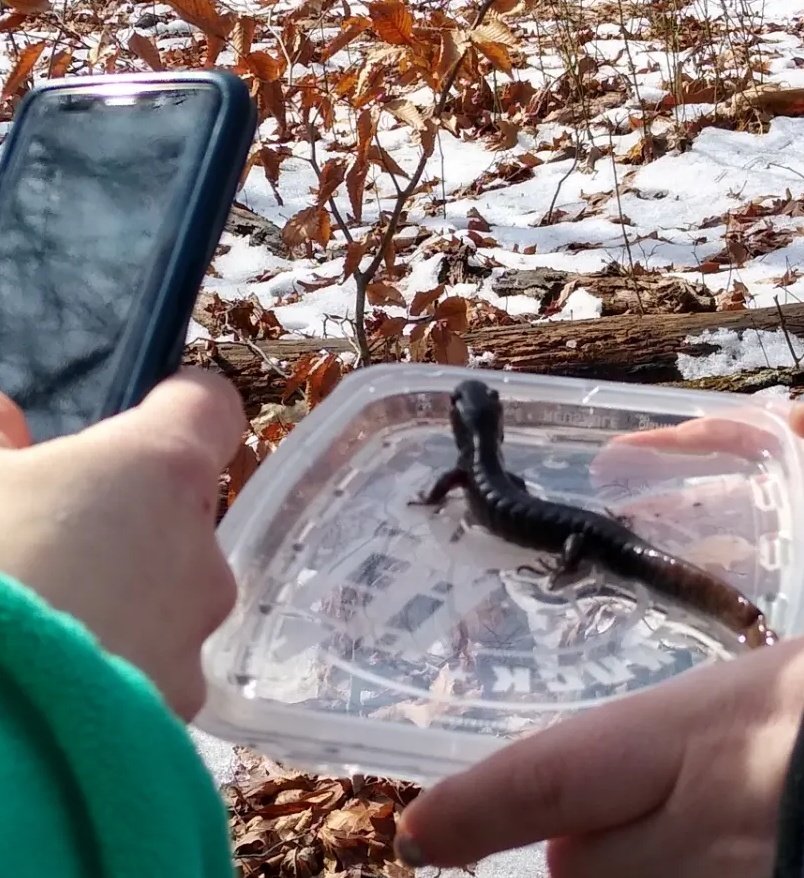 Went #winterherping & then our lovely @protectspecies intern Ella wrote a blog about it! Check out the little friends we made! indianapoliszoo.com/gcss/winter-he… #WetlandsWednesday