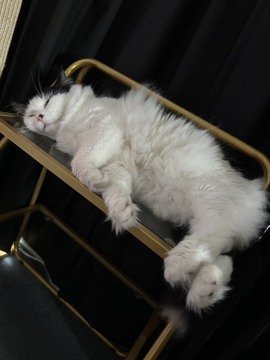 wagglefloof's tweet photo. I be having a camp on my shelf! 😸❤️🐾 #sleepycat #CatsOfTwitter https://t.co/xrQcnV0geT