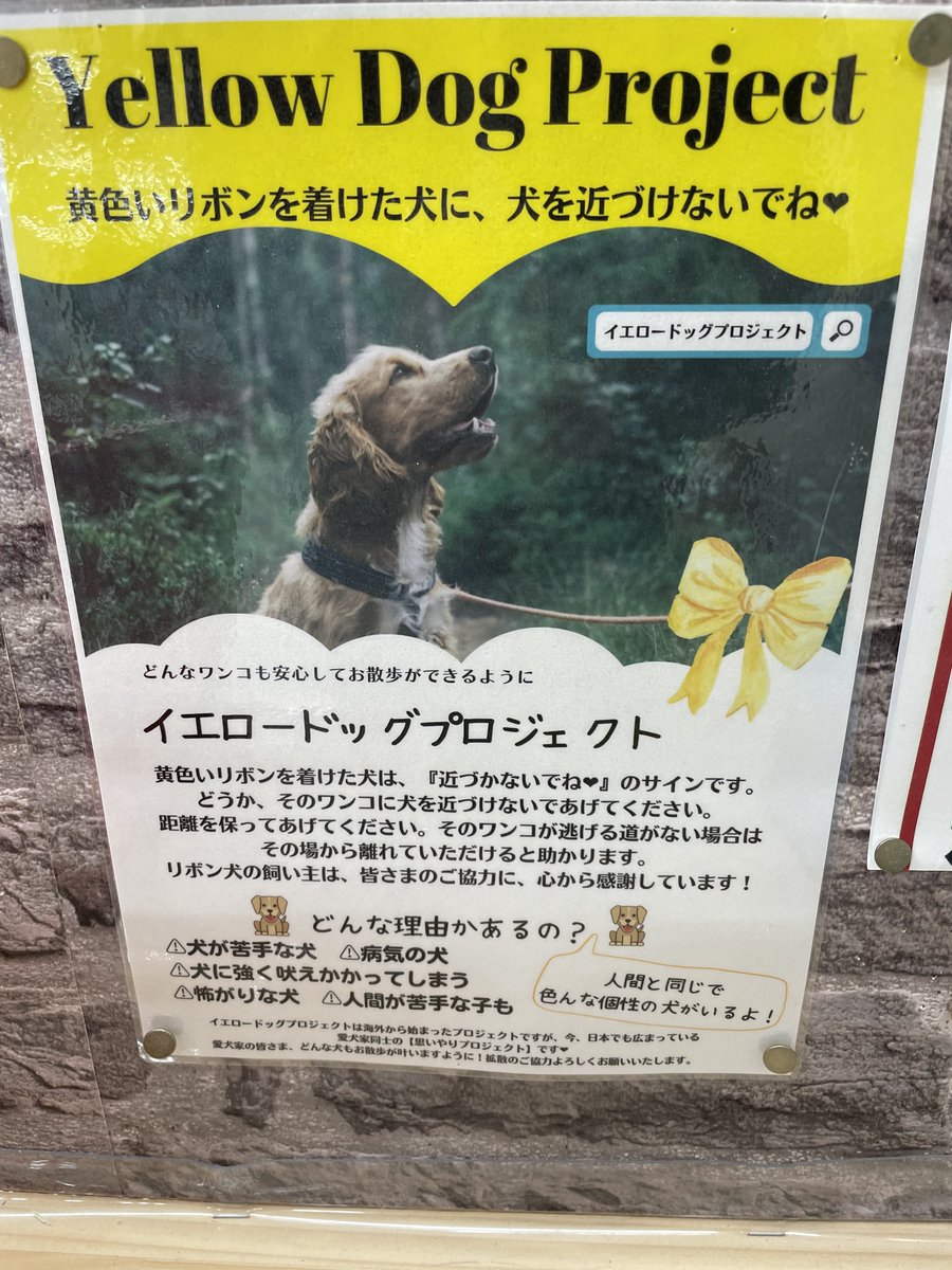 tomikopinkcats's tweet photo. ねえみんな、よかったらこれシェアしてくれないかな。トッモのイッヌが病気で、少しの怪我も命取りだから周知されたい。
RTお願いします。
#イエロードッグプロジェクト 
#yellowdogproject https://t.co/v66kg9Top4